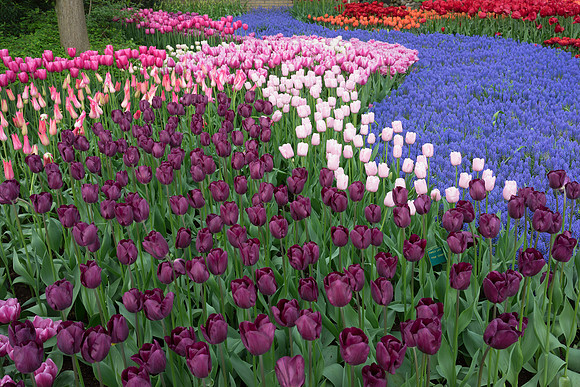 Keukenhof