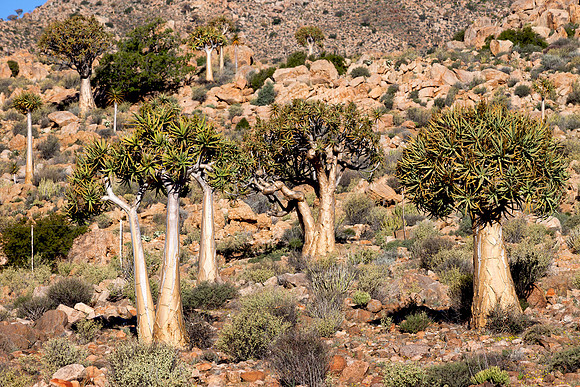 Kokerboom