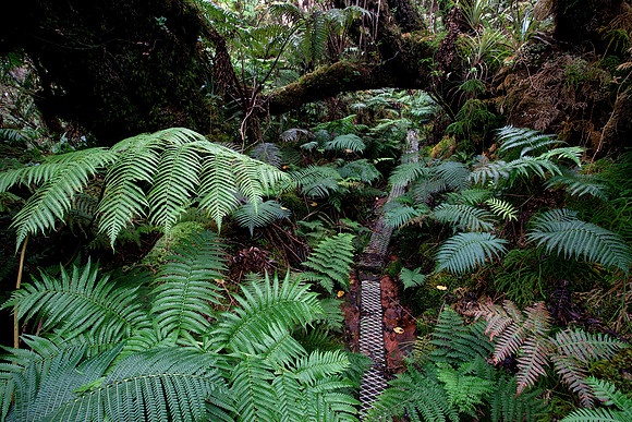 Kamakou Preserve
