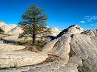 The Tree