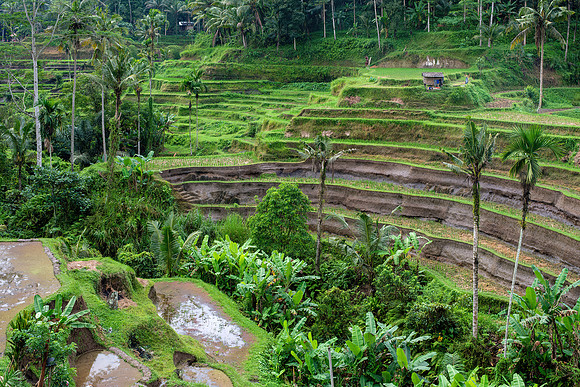 Tegalalang -Bali