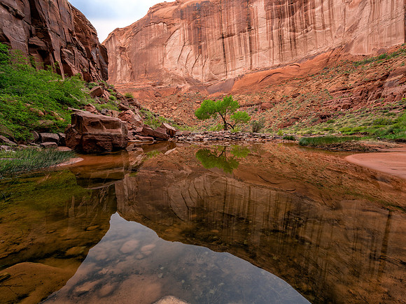 Tree reflection in Pool Canyon