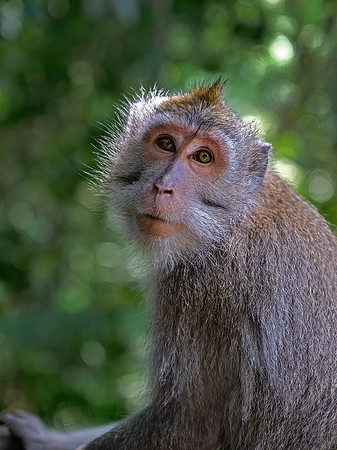 Ubud Monkey Forest