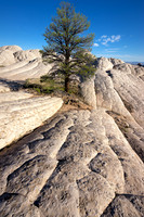 The Tree