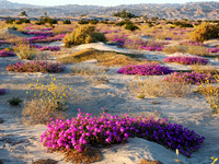 Thousand Palms Preserve