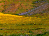 Carrizo Plains Bloom