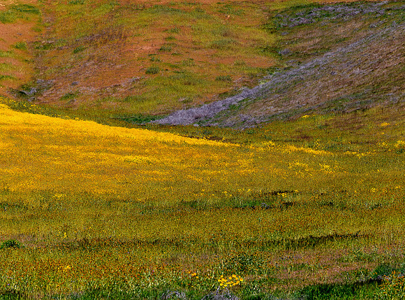 Carrizo Plains Bloom