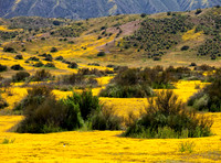 Carrizo Plains