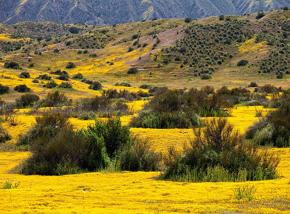 Carrizo Plains