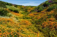 Diamond Valley Lake 1