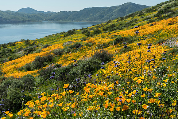 Diamond Valley Lake 1