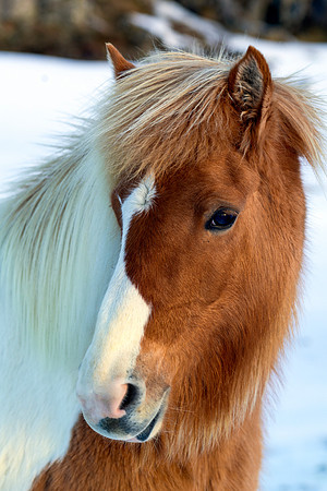 Icelandic Pony