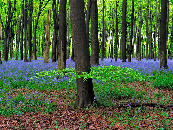 English Bluebells