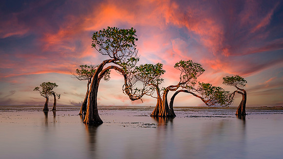 The Dancing Trees - Sumba