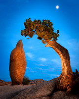 Penguin Rock & Juniper