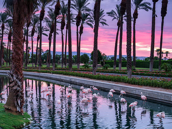 Palm Desert Flamingos
