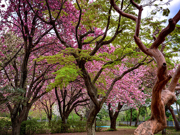 Shakuji-koen - Tokyo