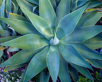 Agave in my yard