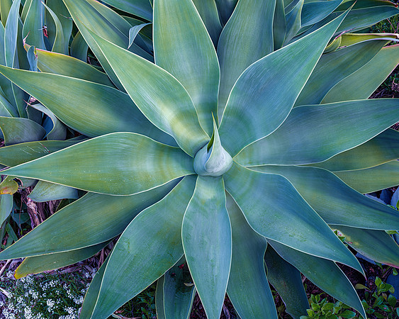 Agave in my yard