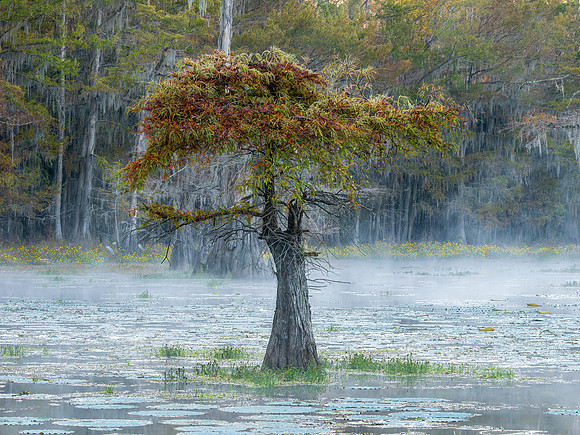 Caddo Lake