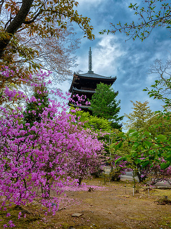 Ninna-ji- Kyoto