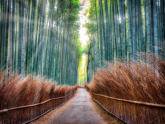 Arashiyama Bamboo Forest