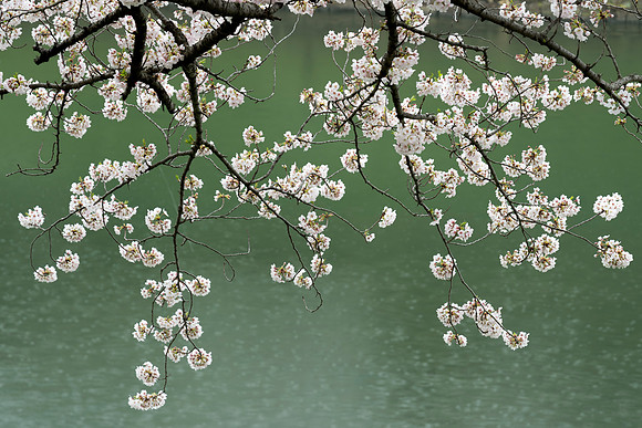 Chidorigafuchi sakura - Tokyo