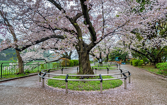 Chidorigafuchi-koen panorama - Tokyo