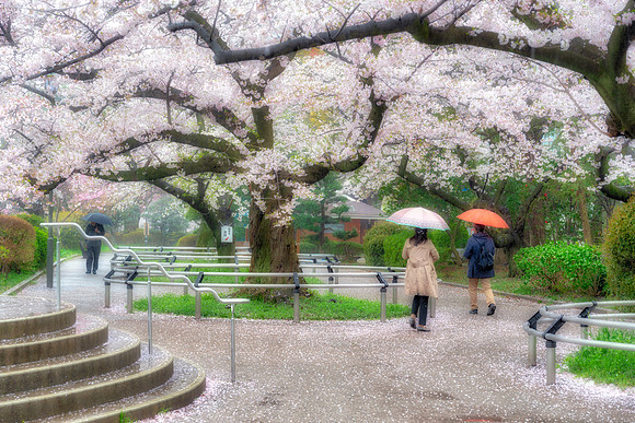Rainy day at Chidorigafuchi-koen - Tokyo