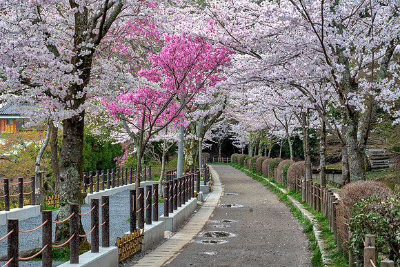 Path of philosophy - Kyoto