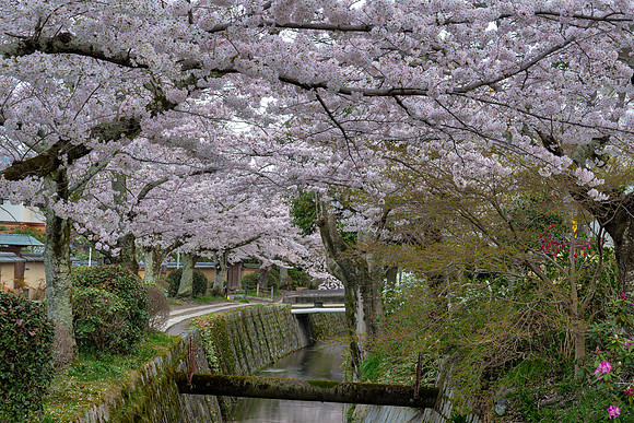 Path of philosophy - Kyoto