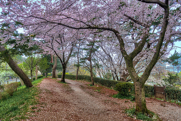 Chidorigafuchi pathway - Tokyo