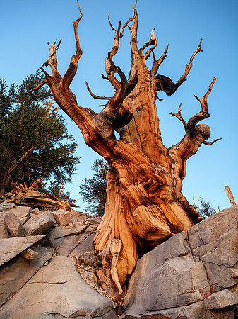 Bristlecone Pine
