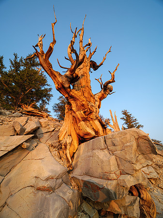 Bristlecone Pine