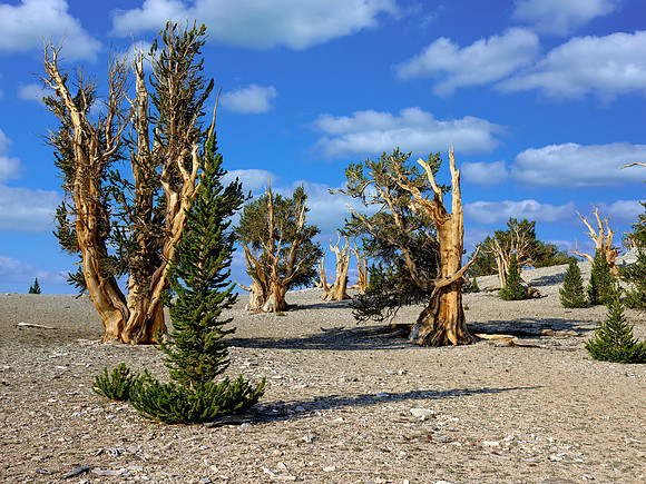 Patriarchs Grove