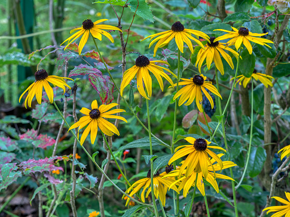 Monet's Garden