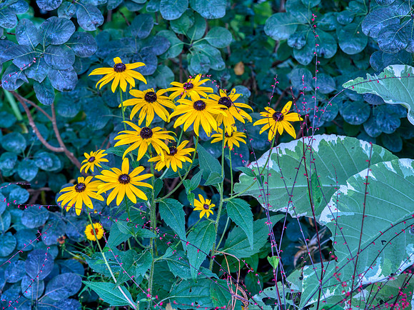 Monet's Garden