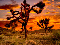 Joshua Tree Sunset