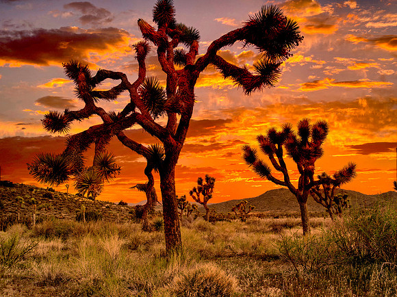Joshua Tree Sunset