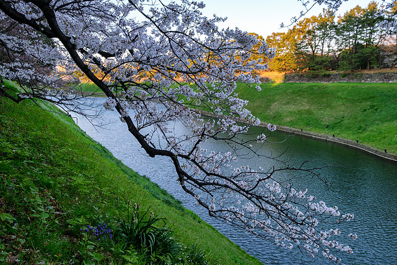 Chidorigafuchi - Tokyo