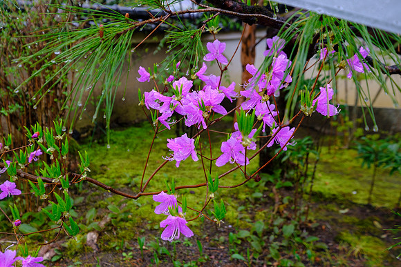Sanchu-in - Kyoto