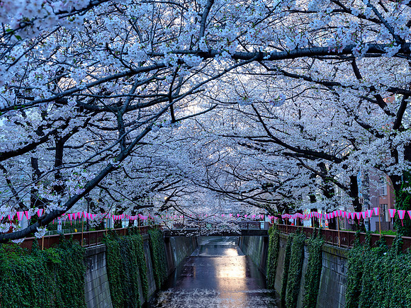 Megurogawa - Tokyo