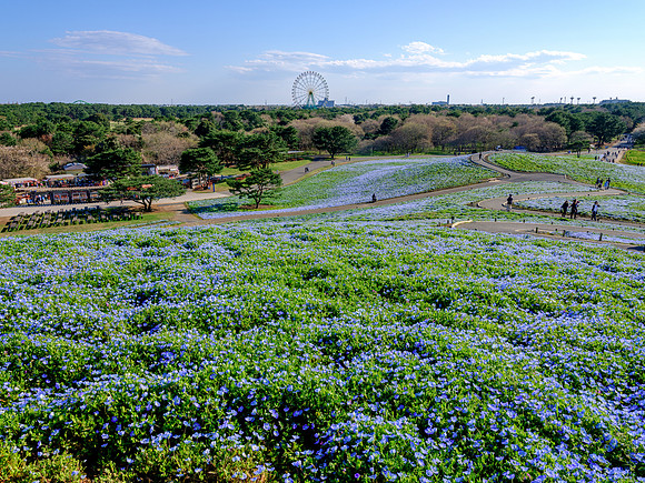 Hitachi Seaside Park