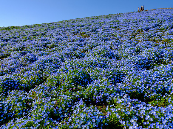Hitachi Seaside Park