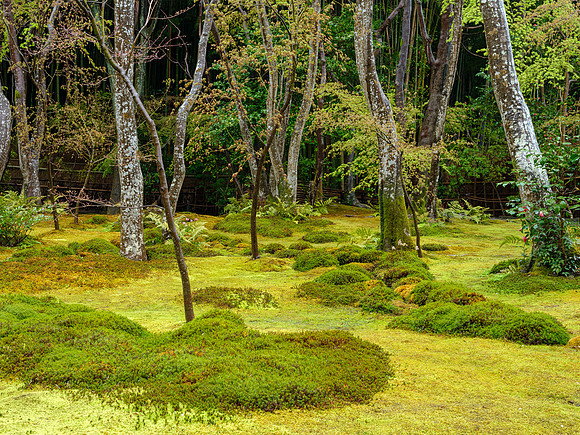 Giou-ji - Arashiyama