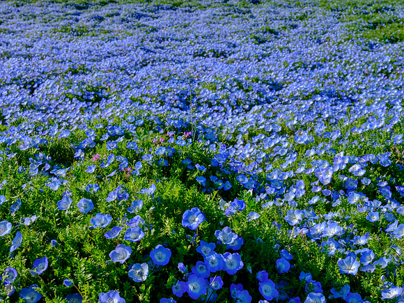 Hitachi Seaside Park