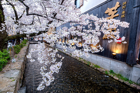 Gion Shirakawa - Kyoto