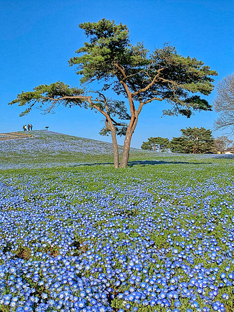 Hitachi seaside park