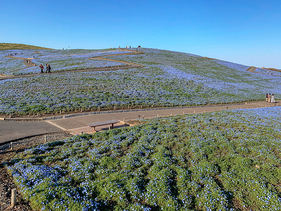 Hitachi seaside park
