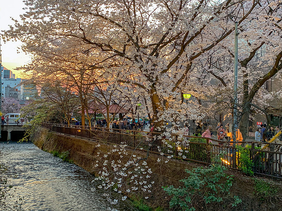 Gion Shirakawa - Kyoto